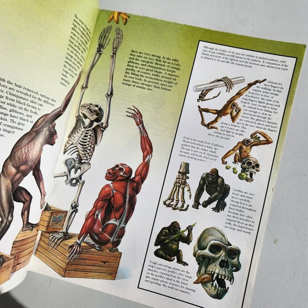 Apes Zoobooks Kids Magazine Vintage Children's Ranger Rick John Bonnett Wexo
